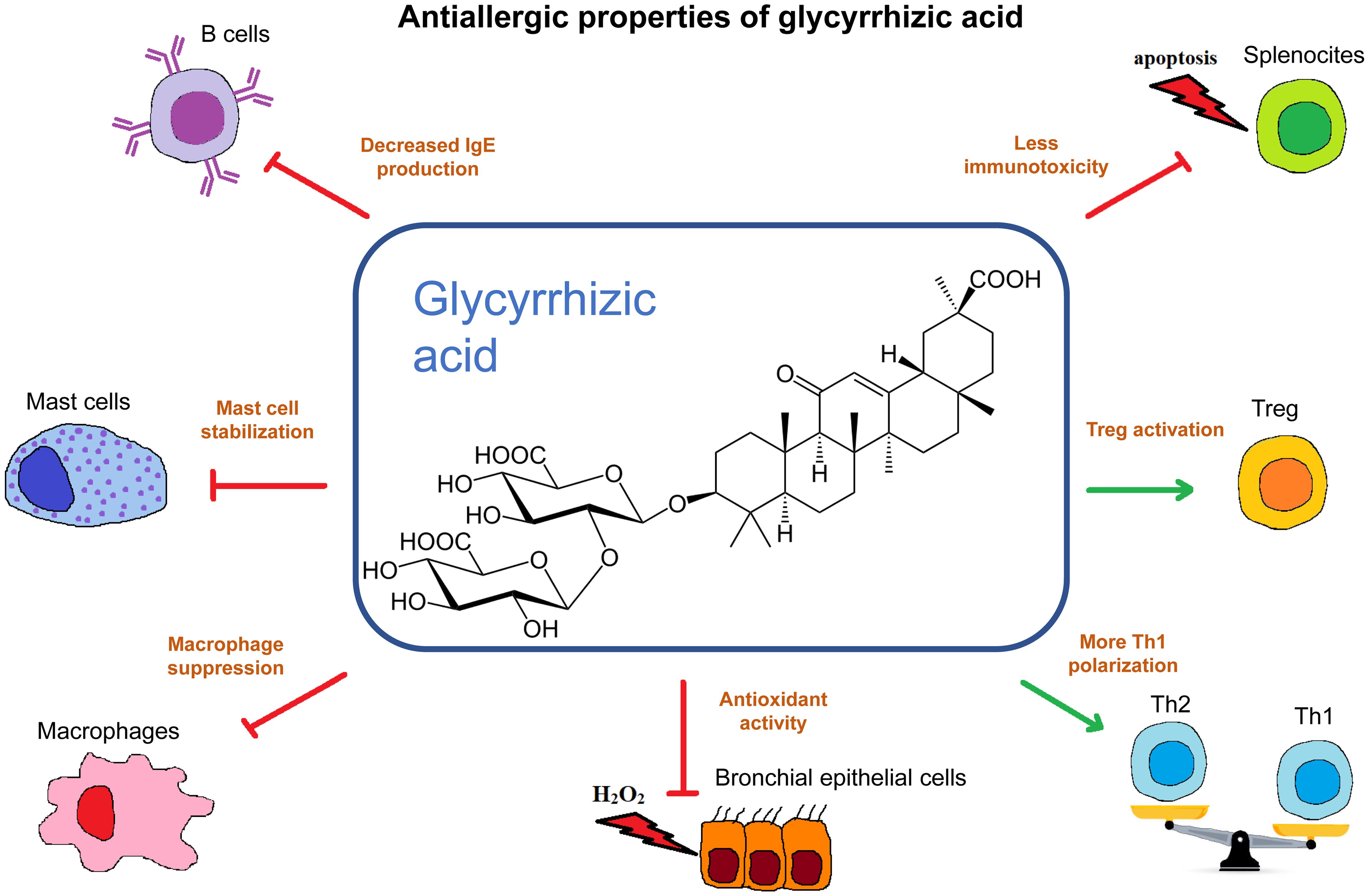 How does Glycyrrhetinic Acid Powder affect stomach acid production? How does Glycyrrhetinic Acid Powder affect stomach acid production?