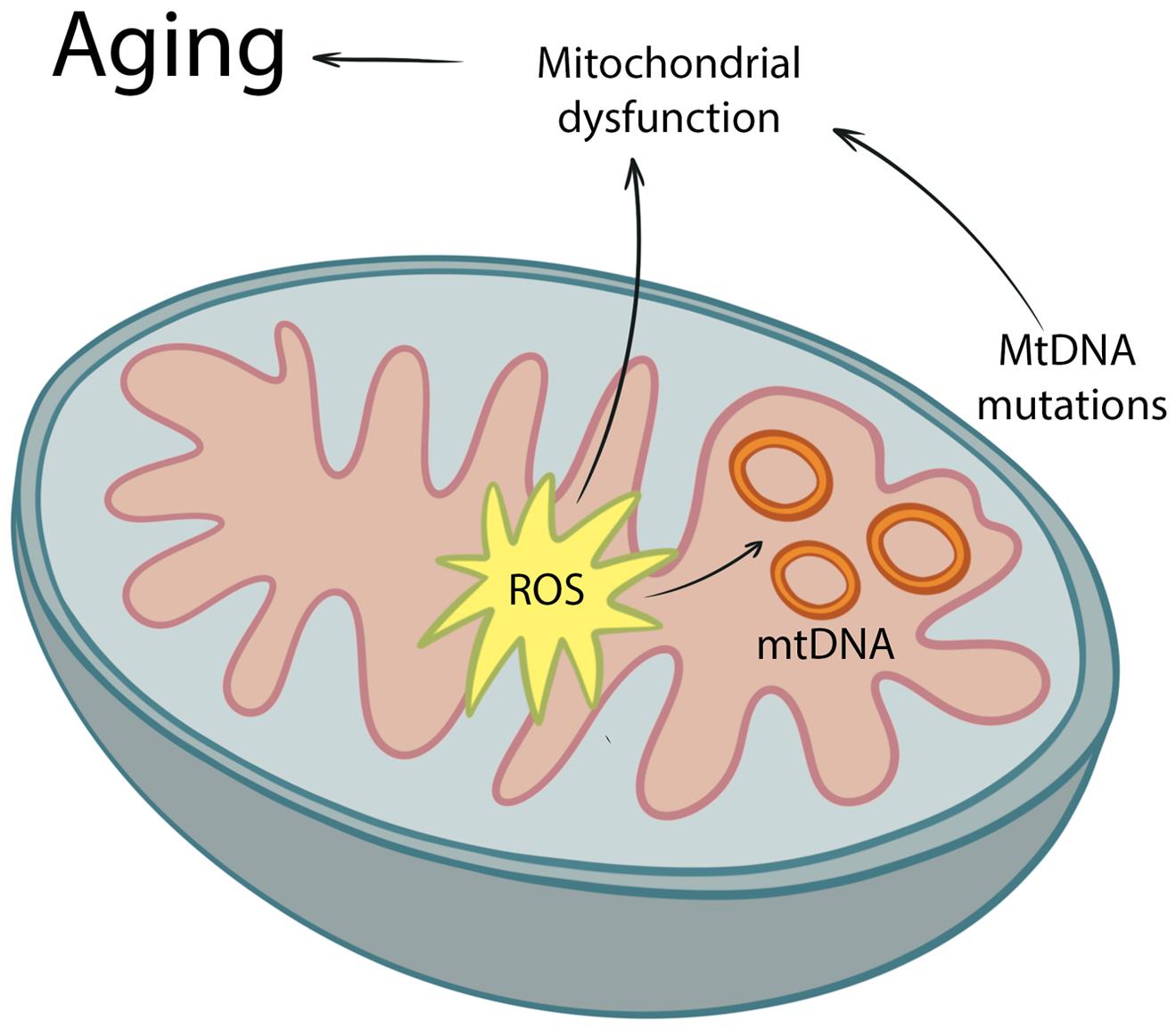 Mitochondrial DNA Damage Can Promote Atherosclerosis Independently